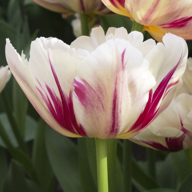 Tulipa Dobrada precoce Flaming Margarita (Floração)
