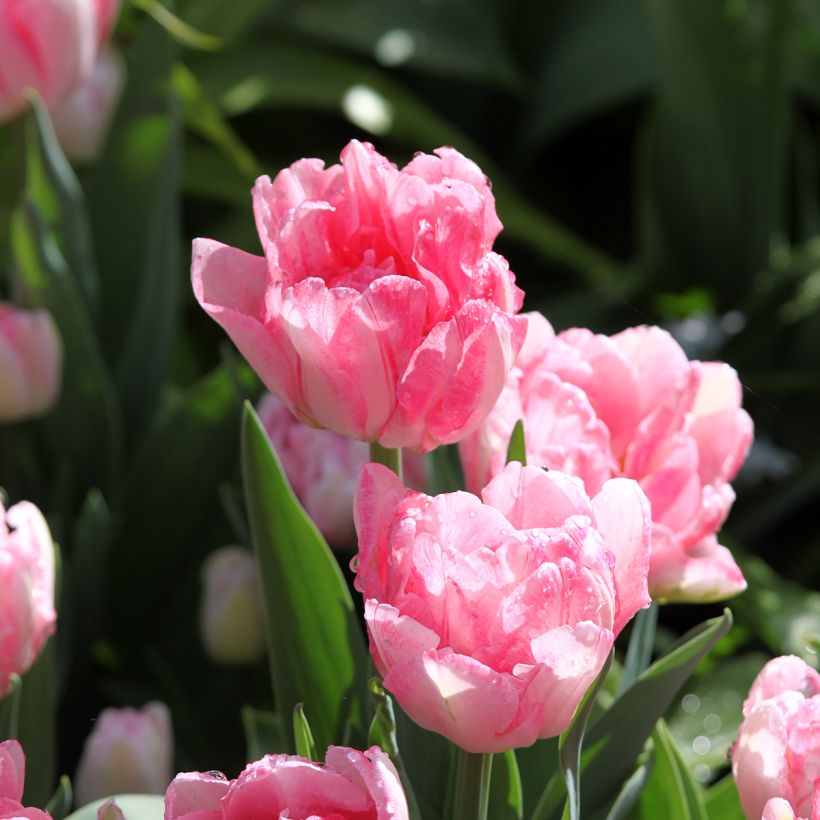 Tulipa Dobrada precoce Foxtrot (Floração)
