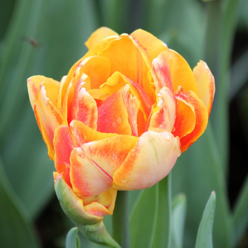 Tulipa Dobrada precoce Foxy Foxtrot (Floração)