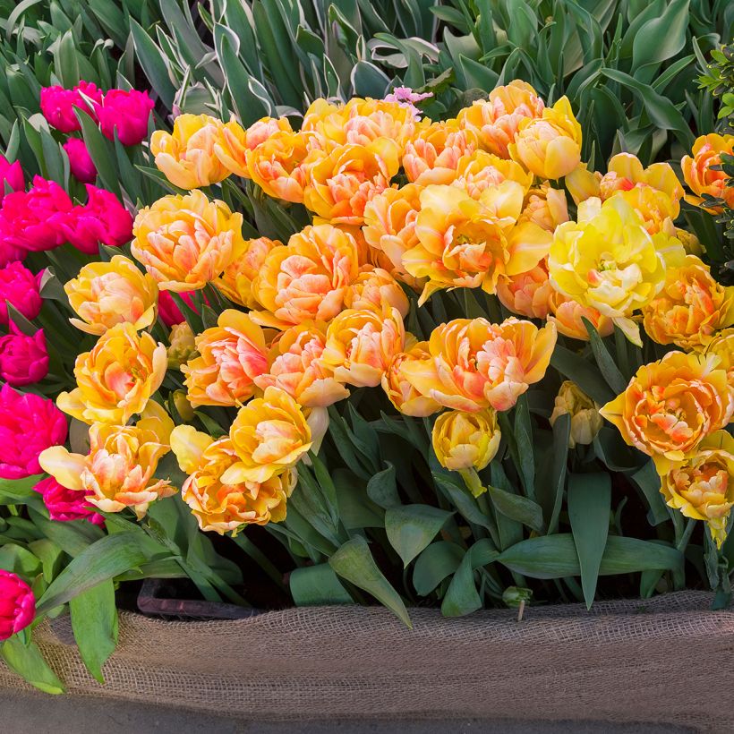 Tulipa Dobrada precoce Foxy Foxtrot (Hábito)
