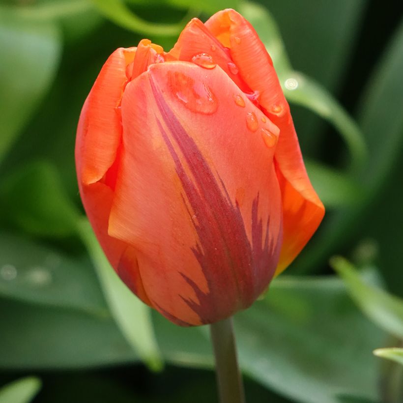 Tulipa Dobrada precoce Hermitage (Floração)