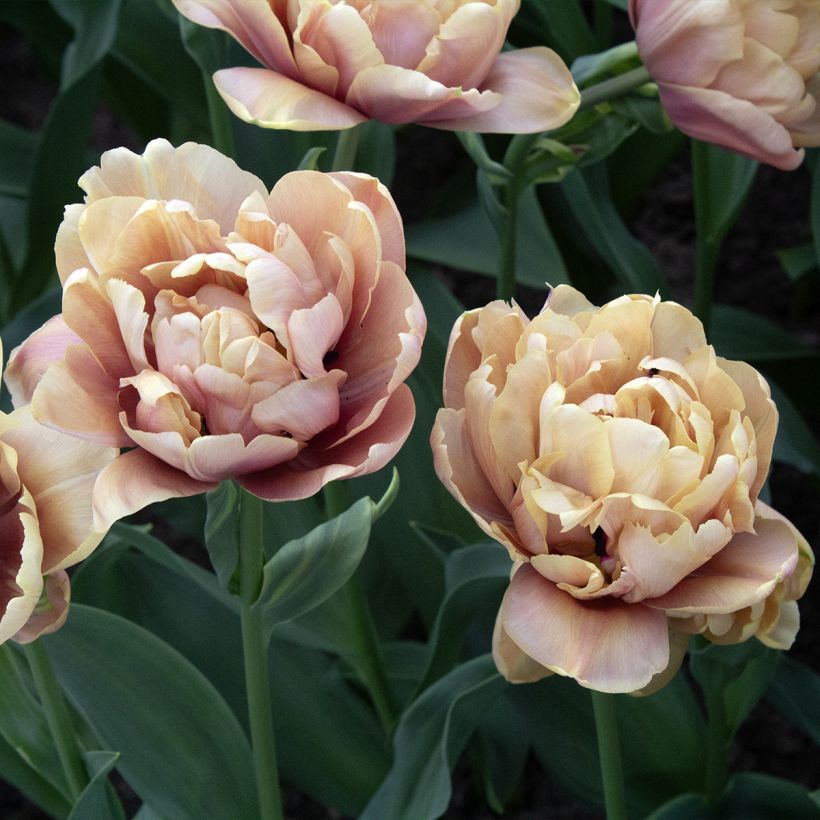 Tulipa Dobrada precoce La Belle Epoque (Floração)