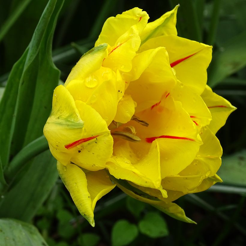 Tulipa Dobrada precoce Monsella (Floração)