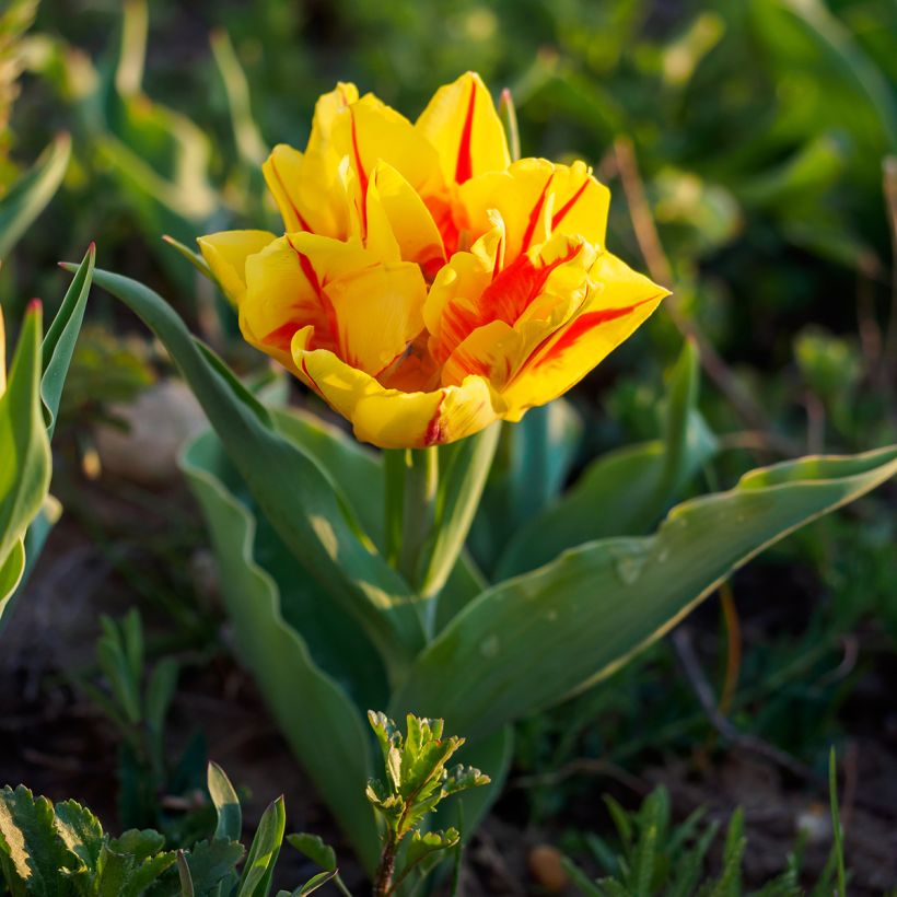 Tulipa Dobrada precoce Monsella (Hábito)
