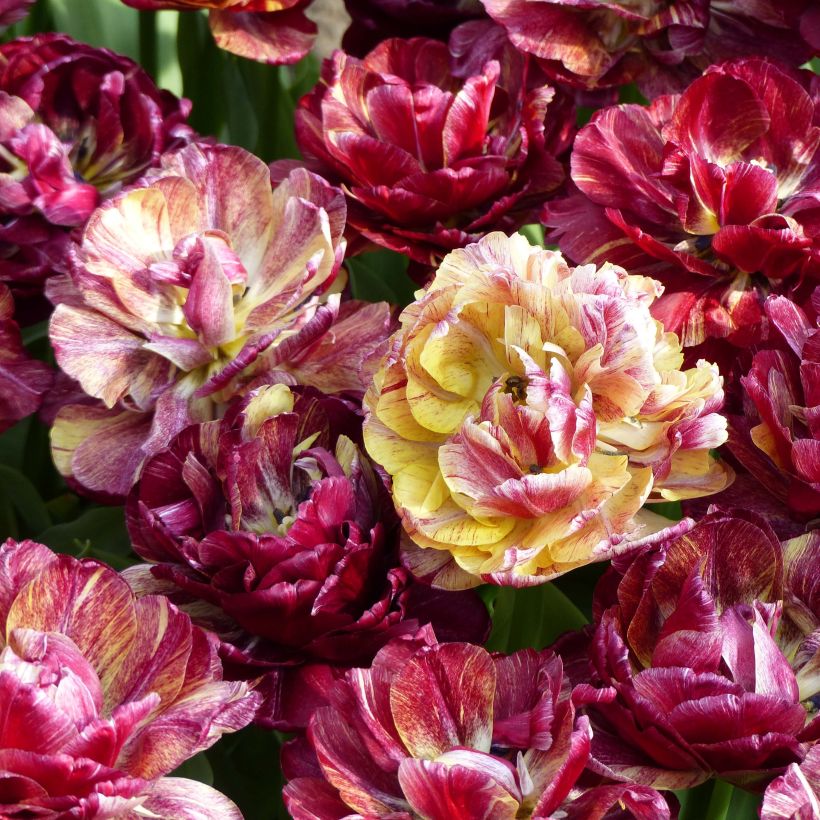 Tulipa Dobrada precoce Nachwacht (Floração)