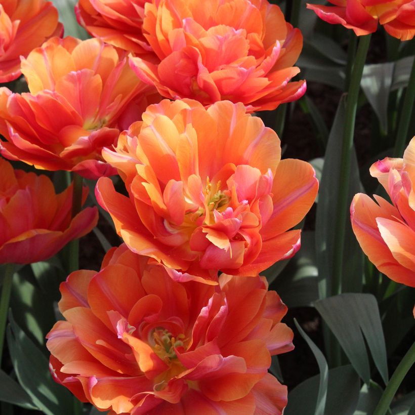 Tulipa Dobrada precoce Orca (Floração)