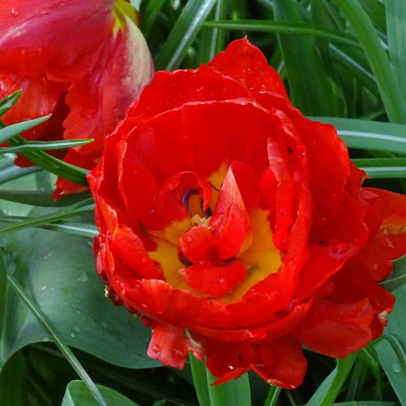 Tulipa Dobrada precoce Viking (Floração)