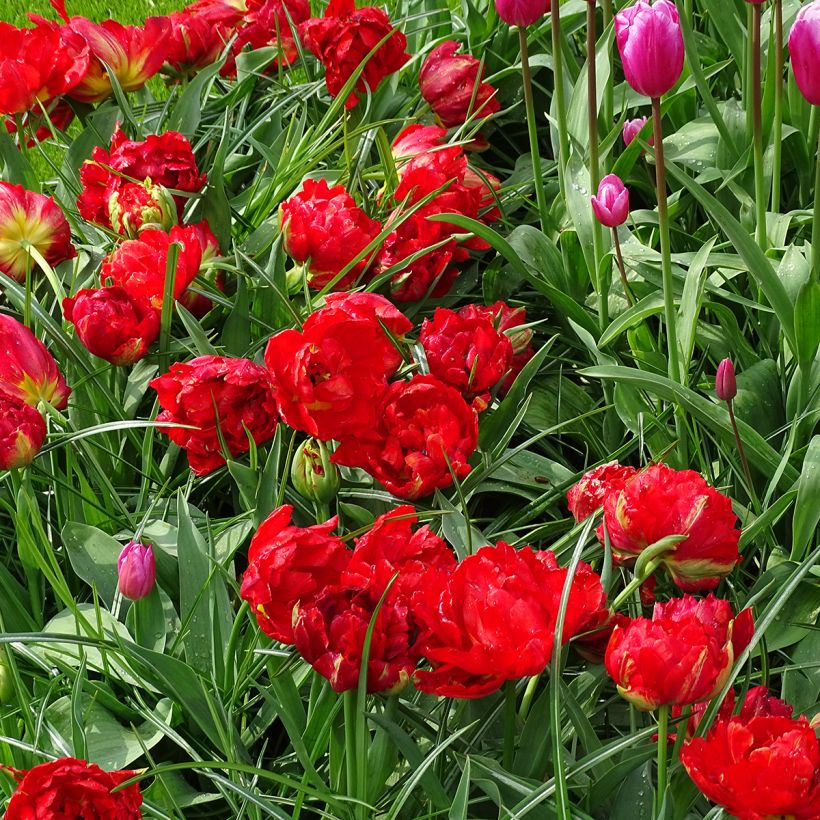 Tulipa Dobrada precoce Viking (Hábito)