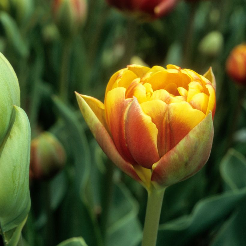Tulipa Dobrada tardia Bonanza (Floração)