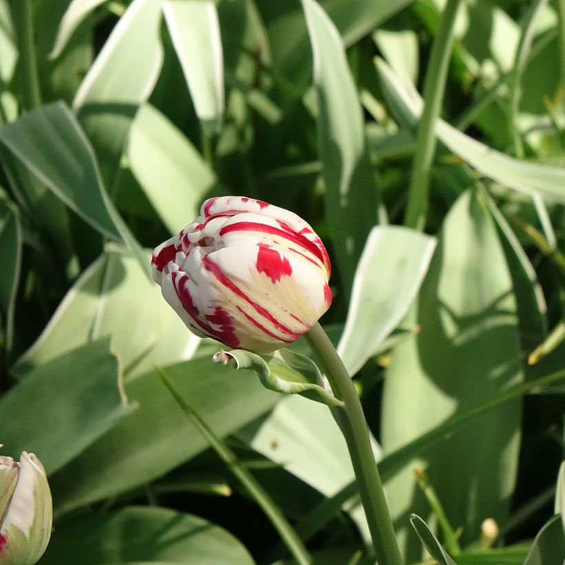 Tulipa Dobrada tardia Carnaval de Nice (Floração)