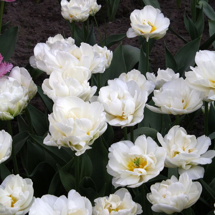 Tulipa Dobrada tardia Cool (Floração)