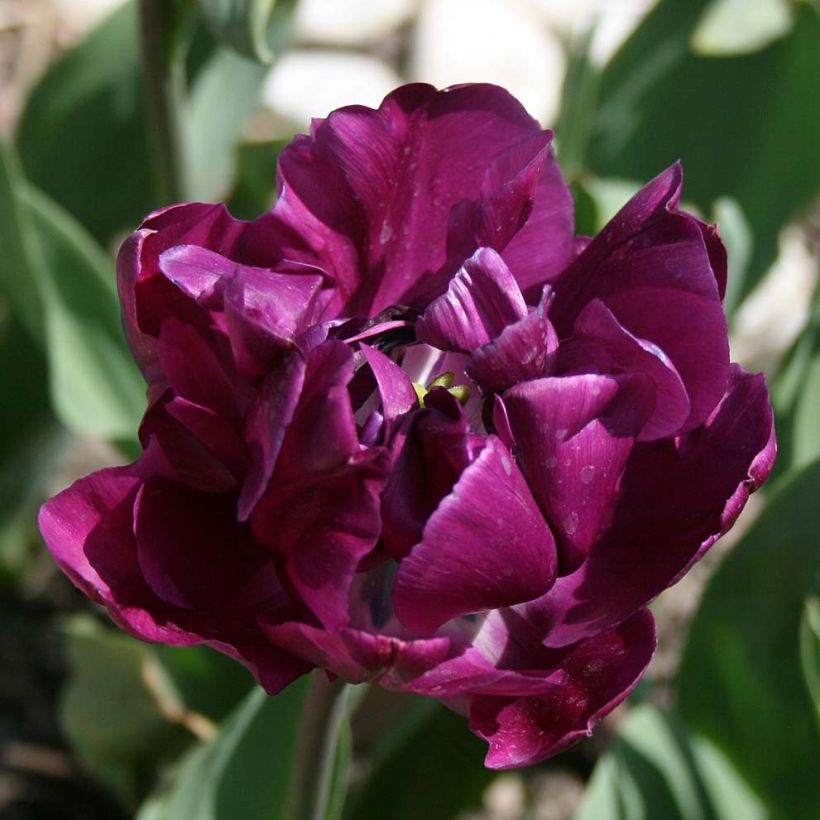 Tulipa Dobrada tardia Negrita Double (Floração)