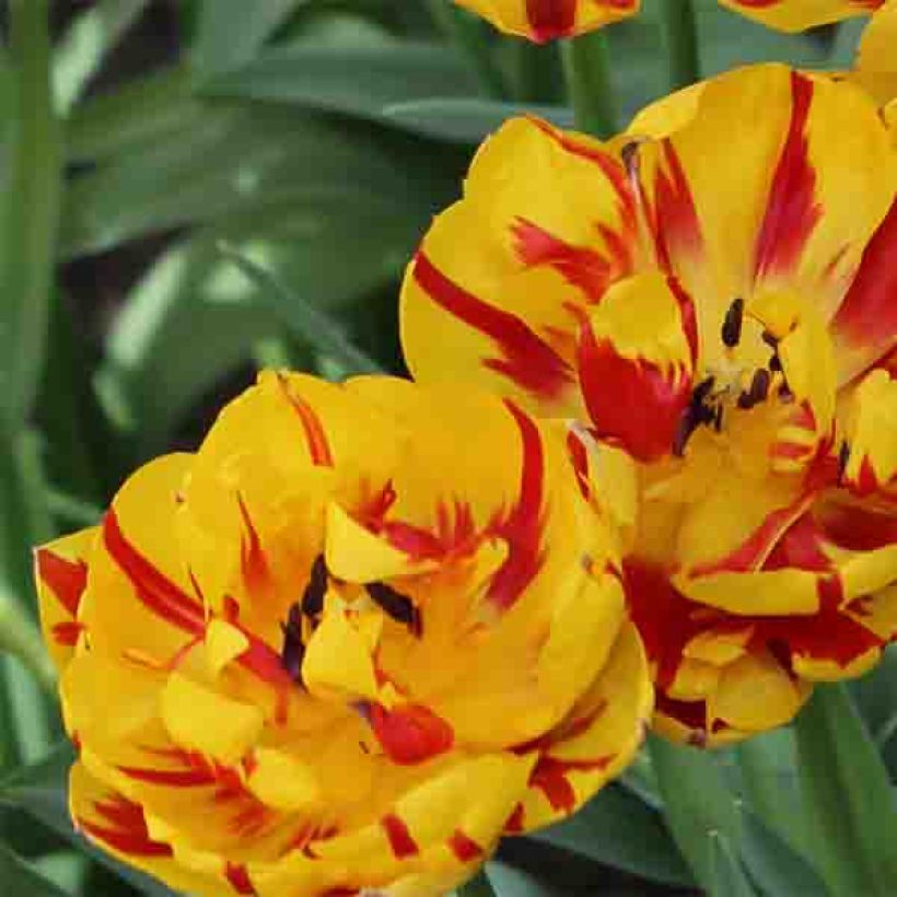 Tulipa Dobrada tardia Nizza (Floração)