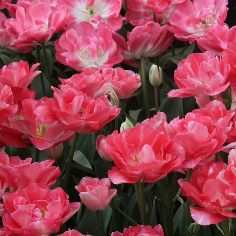 Tulipa Dobrada tardia Princess Angélique (Floração)