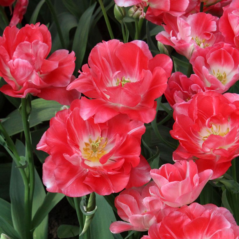 Tulipa Dobrada tardia Princess Angélique (Floração)