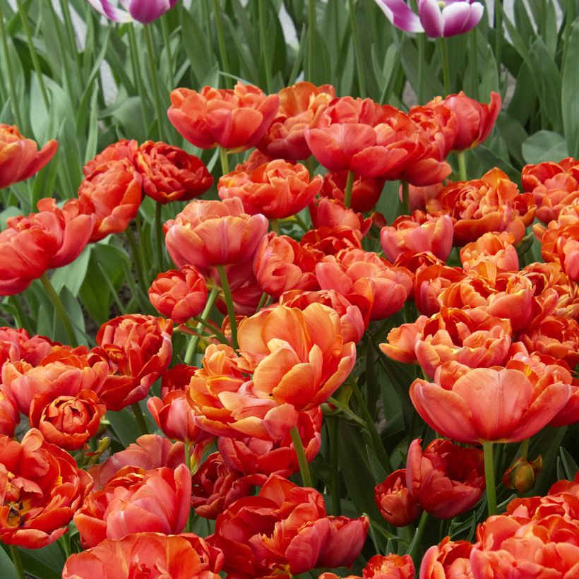 Tulipa Dobrada tardia Statement (Floração)