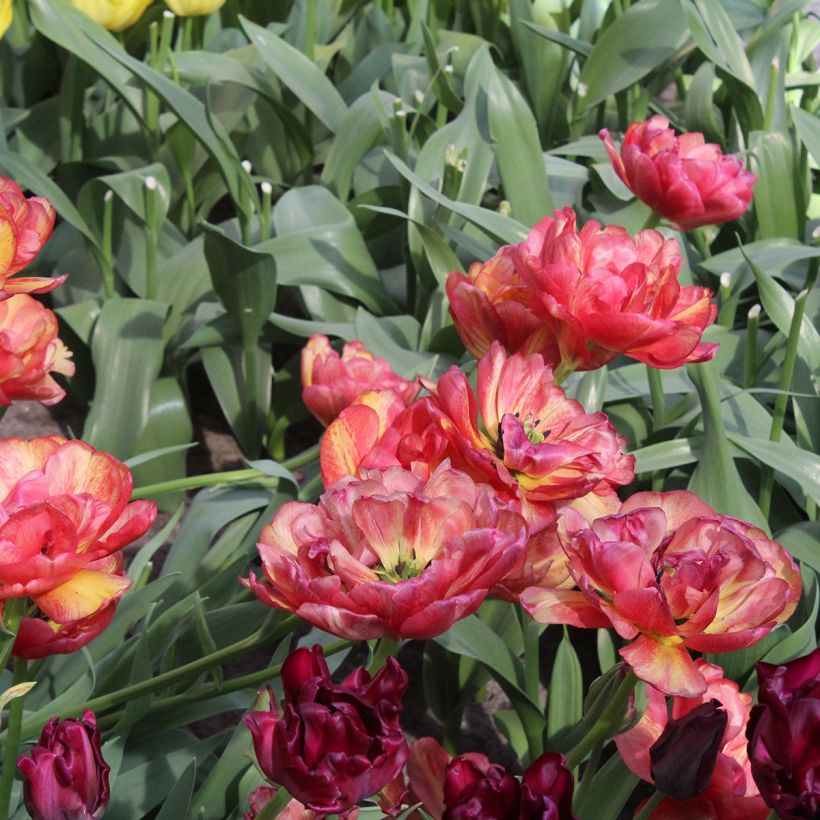 Tulipa Dobrada tardia Sundowner (Floração)