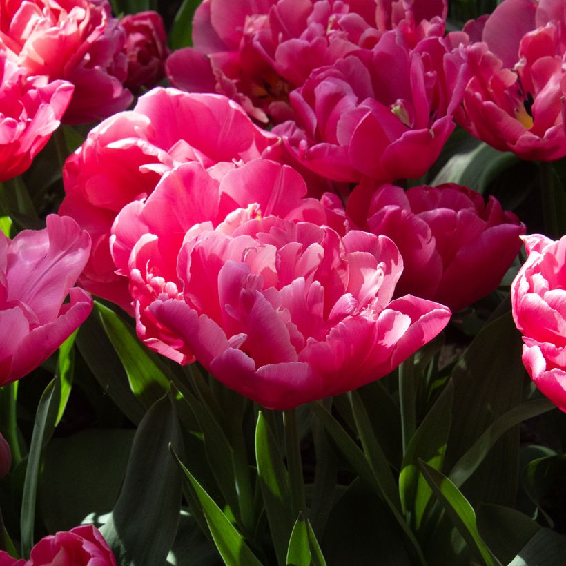 Tulipa Dobrada tardia Sunset Tropical (Floração)