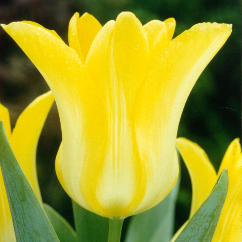 Tulipa Lírio Ballade Gold (Floração)