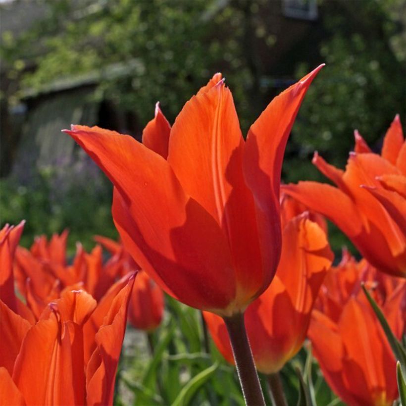 Tulipa Lírio Dutch Dancer (Floração)