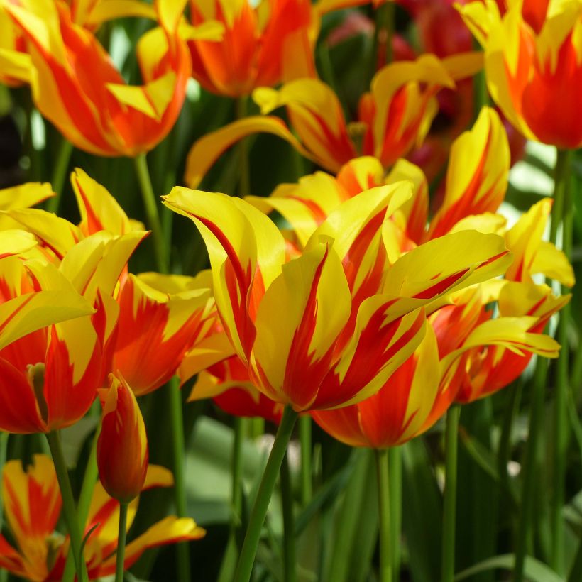 Tulipa Lírio Fire Wings (Floração)