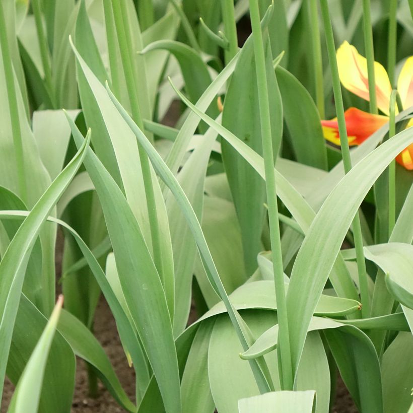 Tulipa Lírio Fire Wings (Folhagem)
