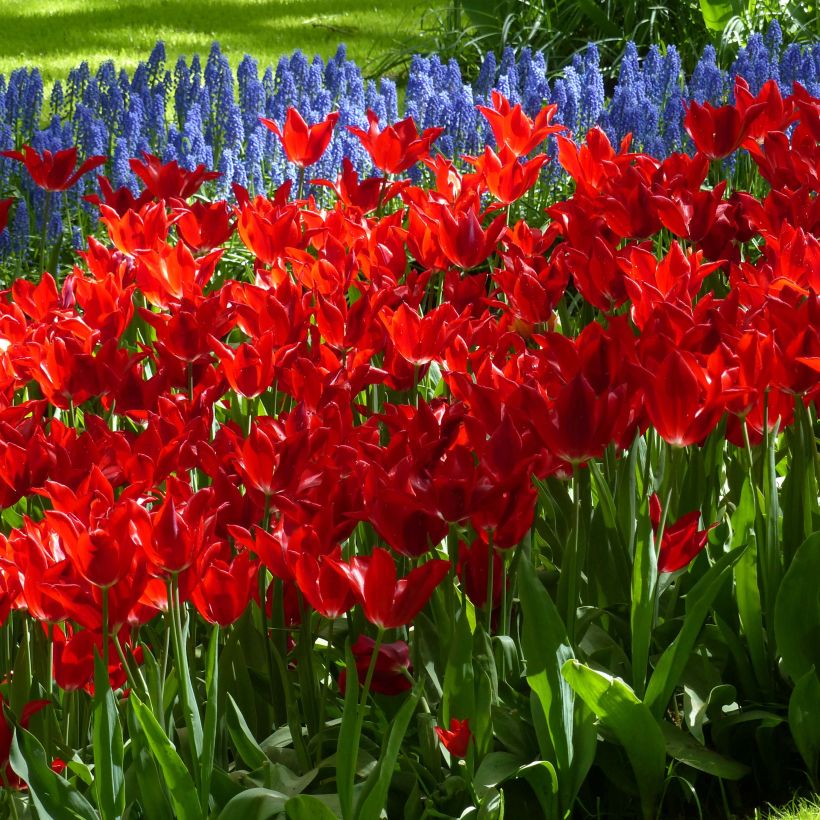 Tulipa Lírio Red Shine (Floração)