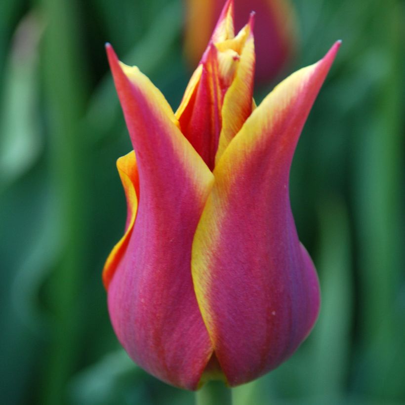 Tulipa Lírio Sonnet (Floração)