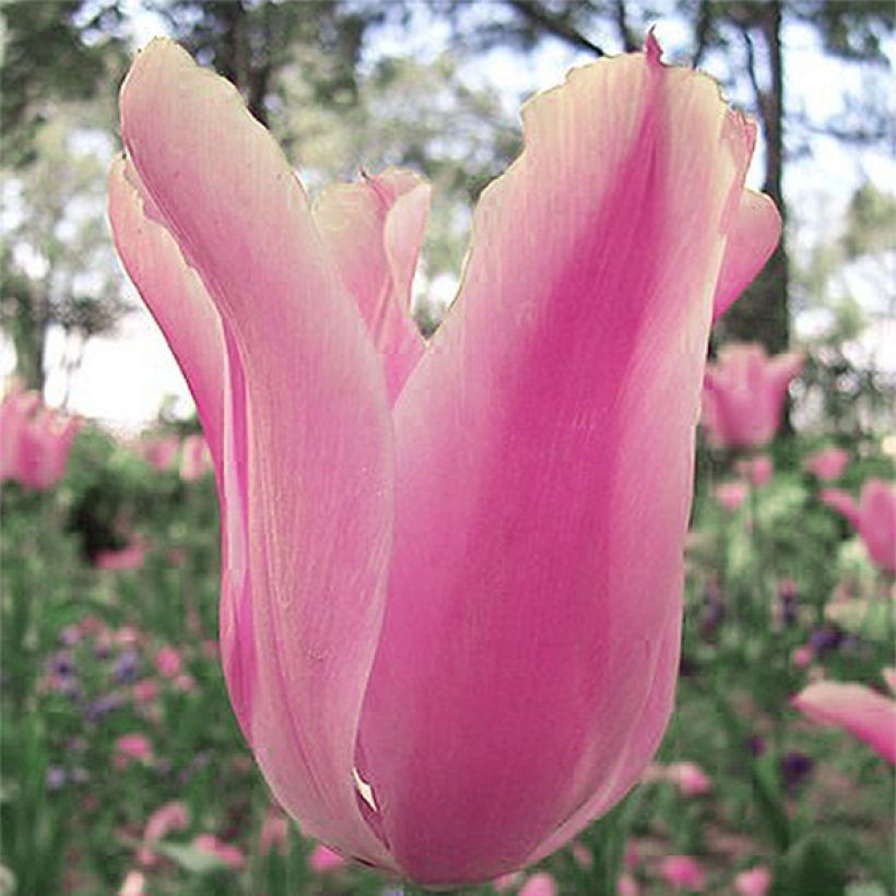 Tulipa fosteriana Albert Heijn (Floração)