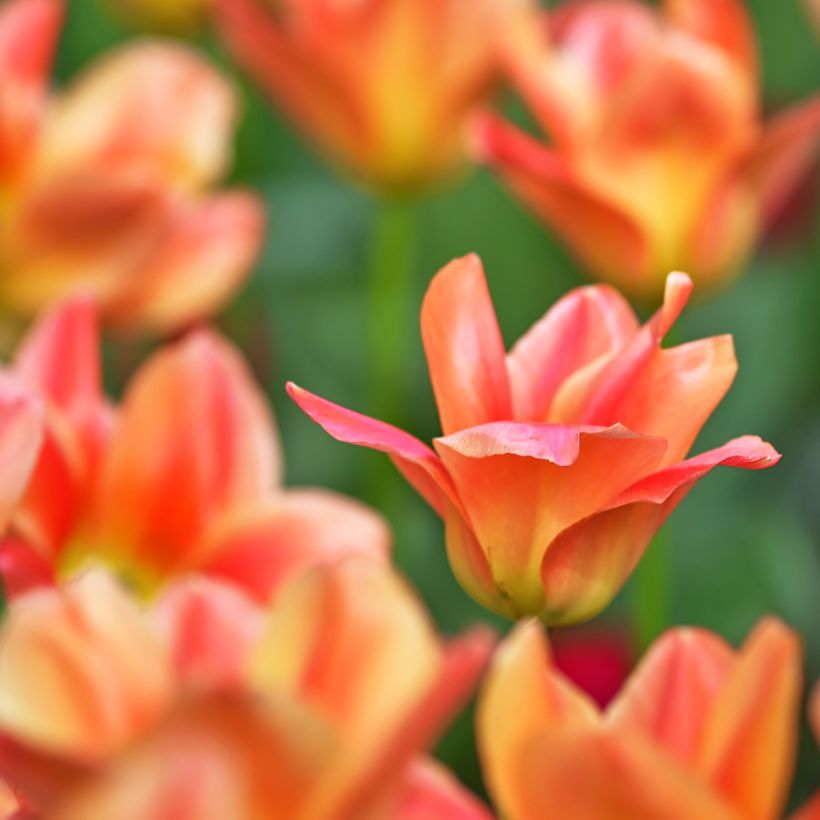 Tulipa fosteriana Apricot Emperor (Floração)