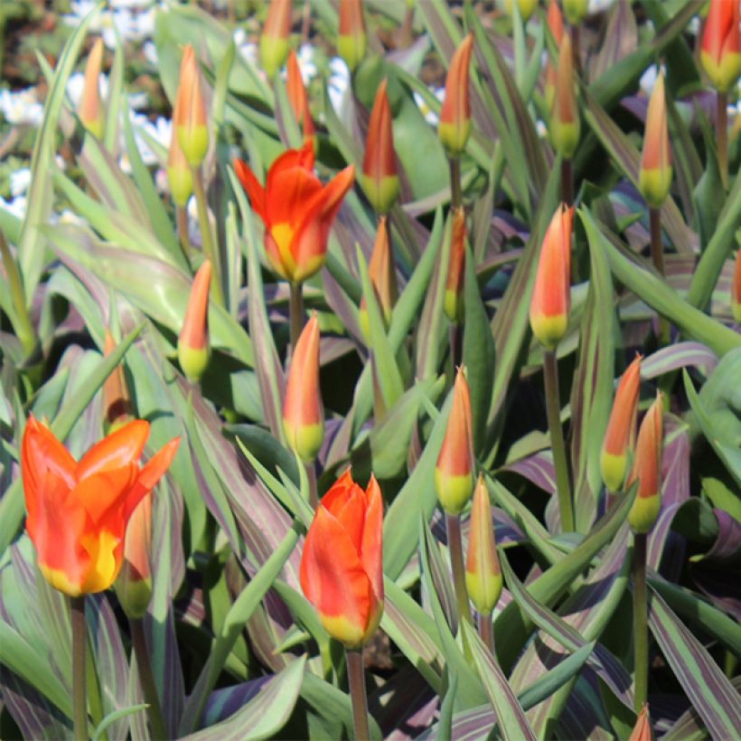Tulipa fosteriana Juan (Floração)