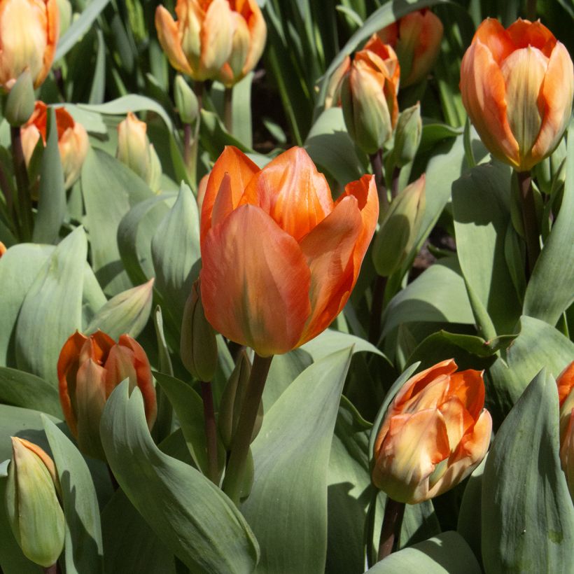 Tulipa fosteriana Orange Emperor (Floração)