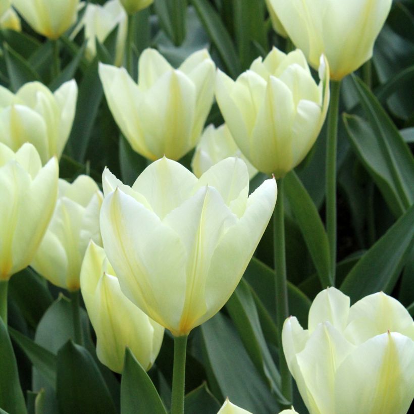 Tulipa fosteriana Purissima (Floração)