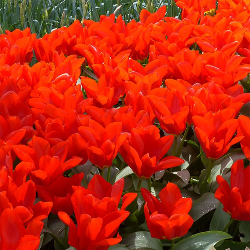 Tulipa fosteriana Red Emperor (Floração)