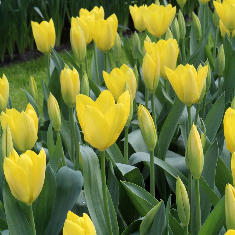Tulipa fosteriana Sweetheart (Floração)