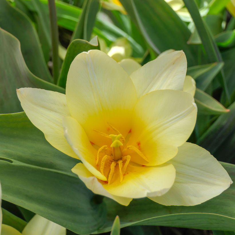 Tulipa greigii White Fire (Floração)