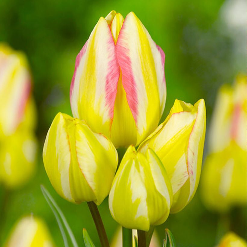 Tulipa Pluriflore Antoinette (Floração)