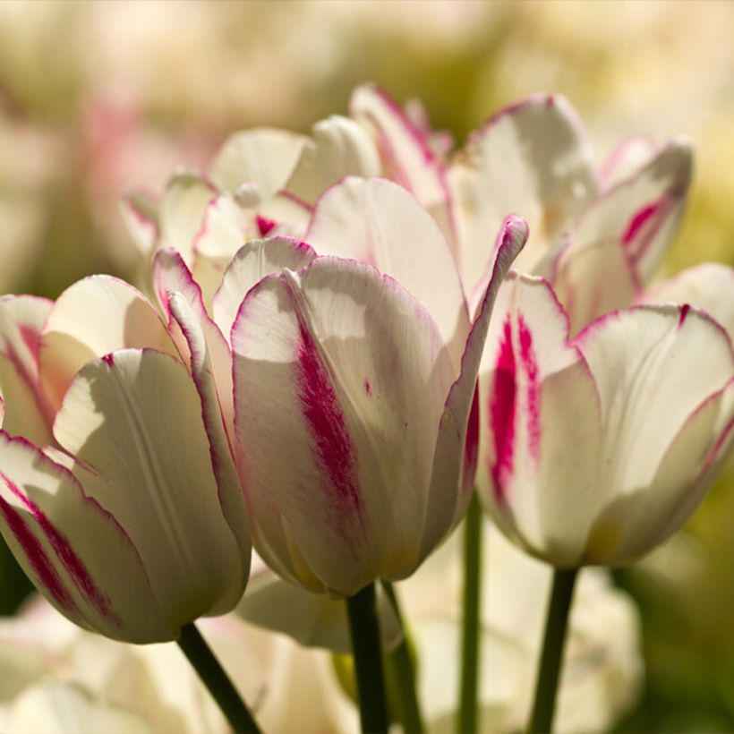 Tulipa Pluriflore Candy Club (Floração)