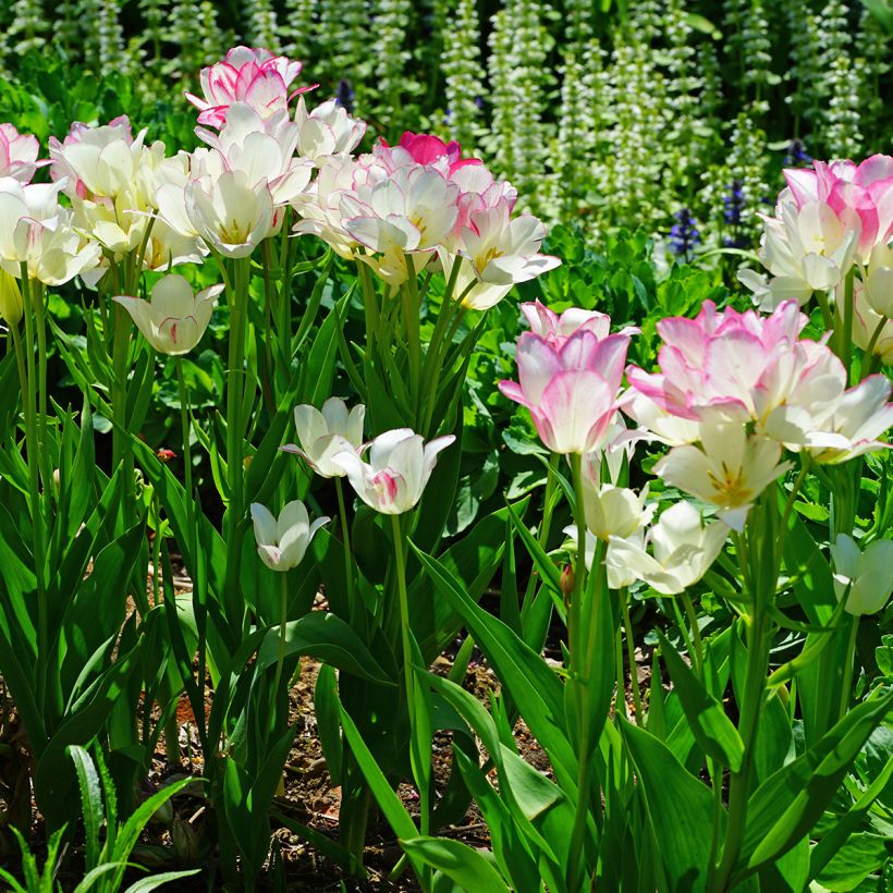 Tulipa Pluriflore Candy Club (Hábito)