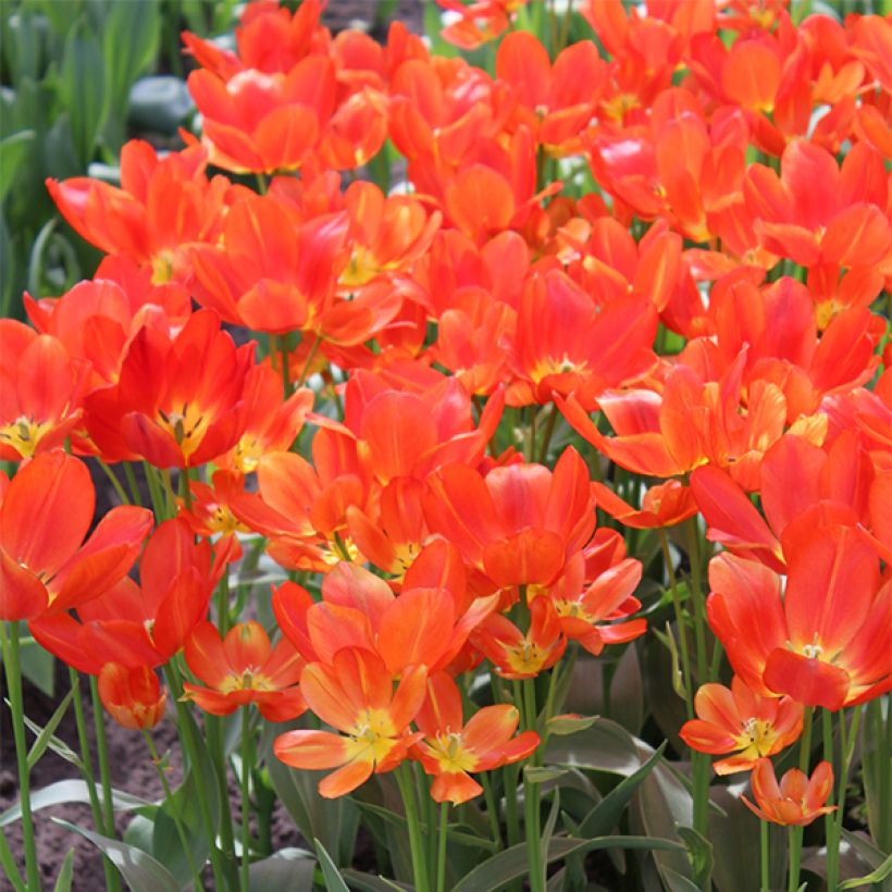Tulipa Pluriflore Orange bouquet (Floração)