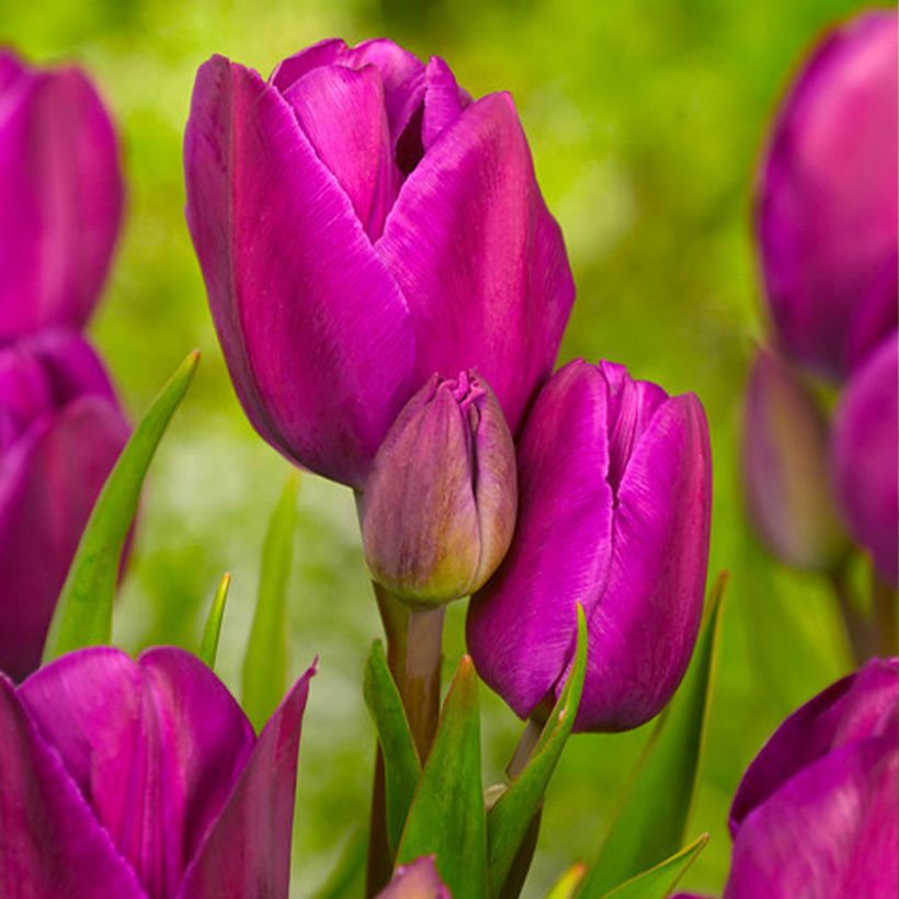 Tulipa Pluriflore Purple Bouquet (Floração)