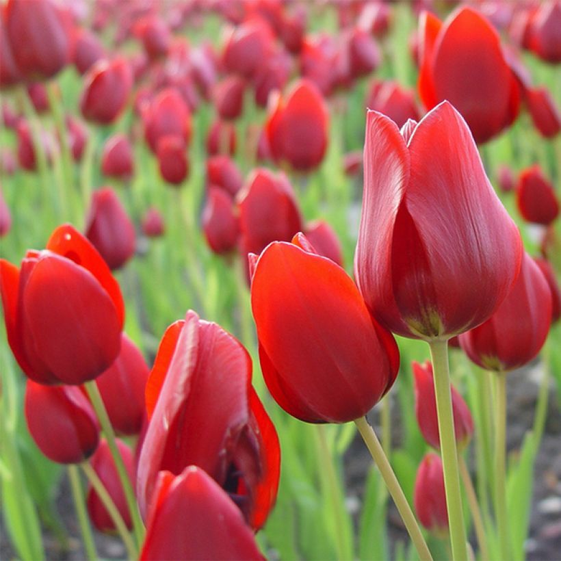 Tulipa Pluriflore Red Georgette (Floração)