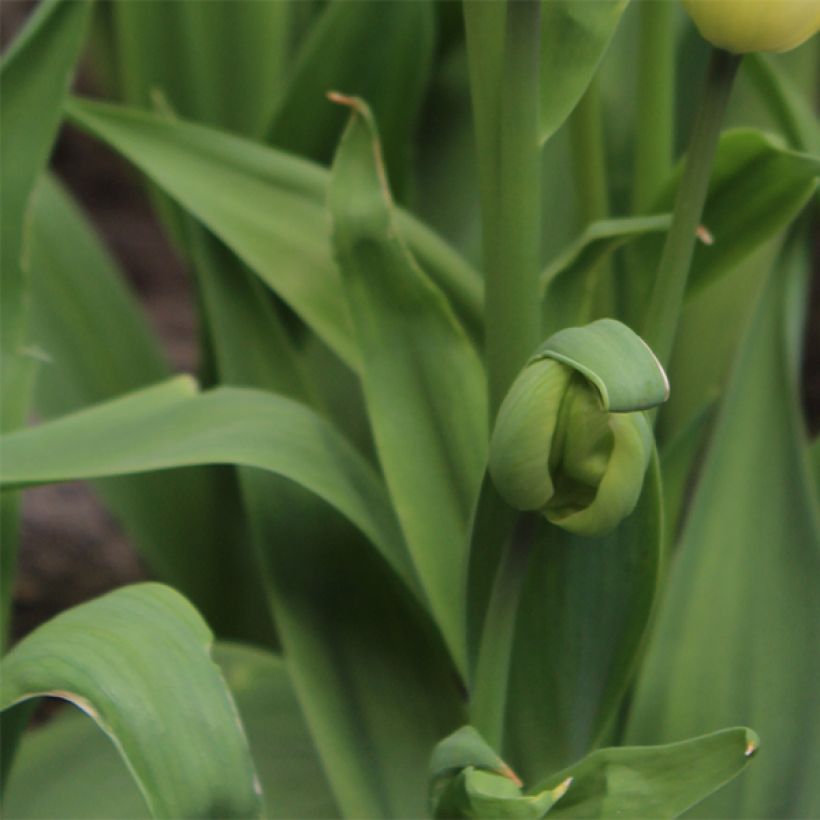 Tulipa Pluriflore Rosy bouquet (Folhagem)
