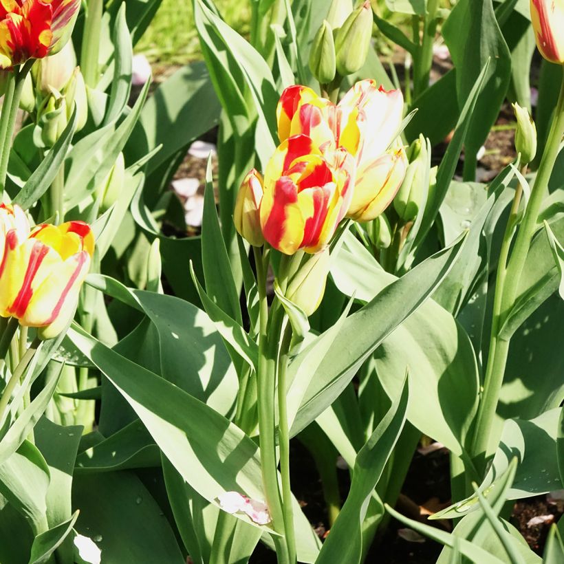 Tulipa Pluriflore Sunshine Club (Floração)