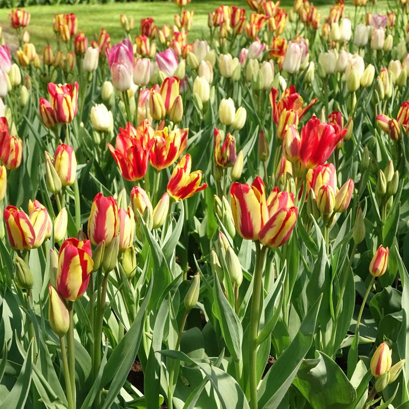 Tulipa Pluriflore Sunshine Club (Hábito)