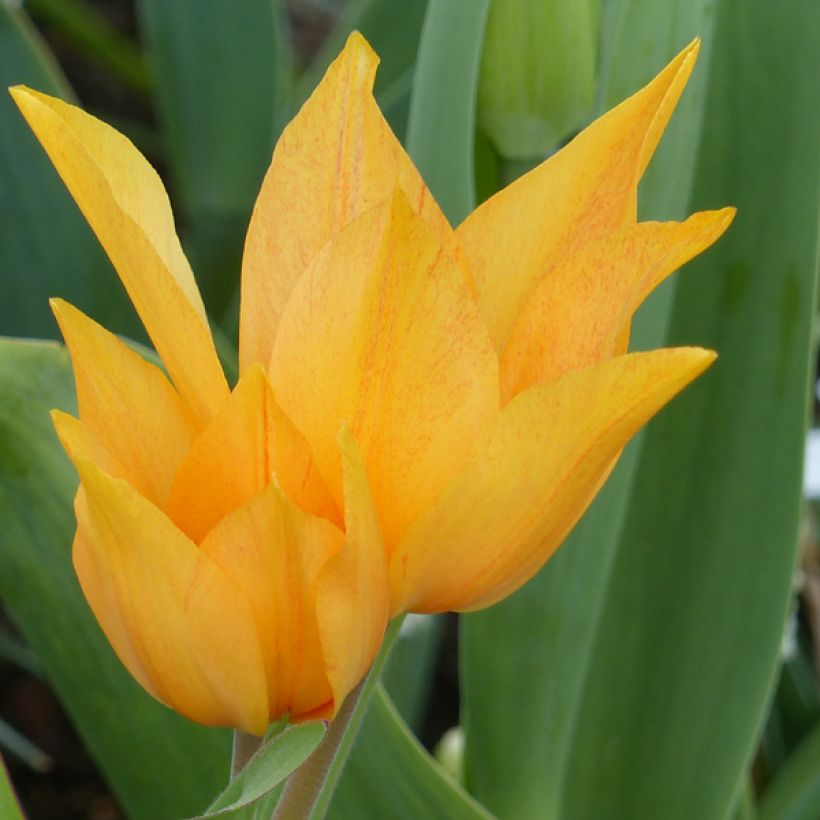 Tulipa praestans Shogun (Floração)