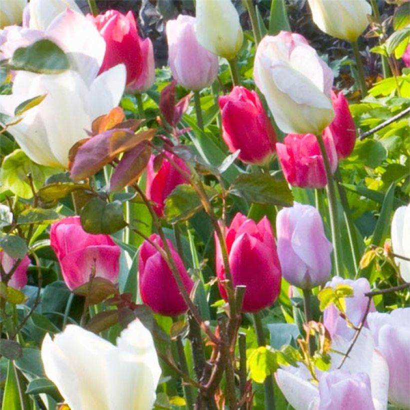 Tulipa Simples precoce Christmas Marvel (Floração)