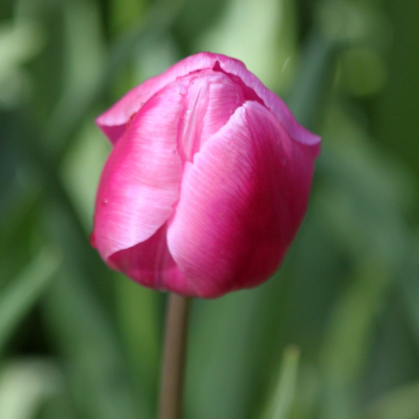 Tulipa Simples precoce Aafke (Floração)