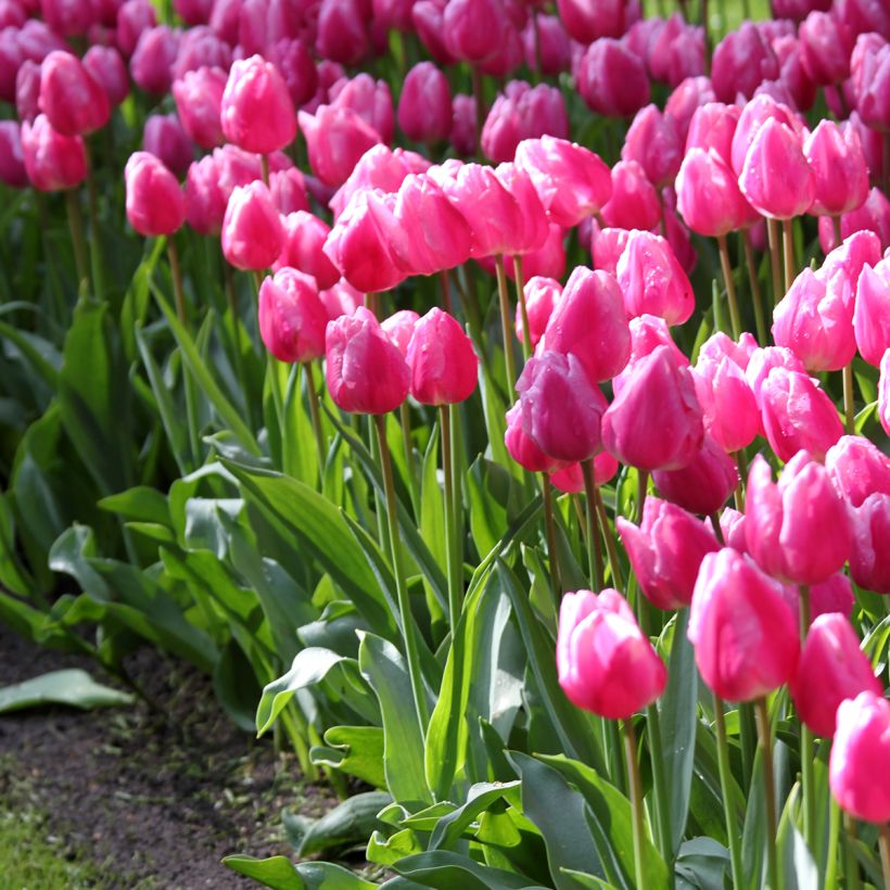 Tulipa Simples precoce Aafke (Hábito)