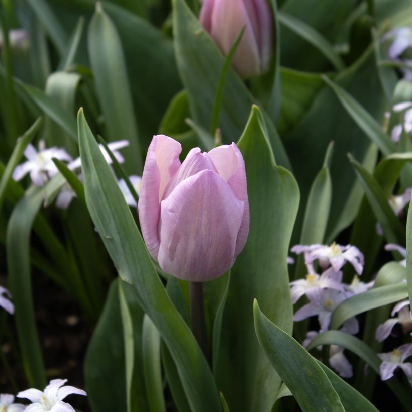 Tulipa Simples precoce Candy Prince (Floração)
